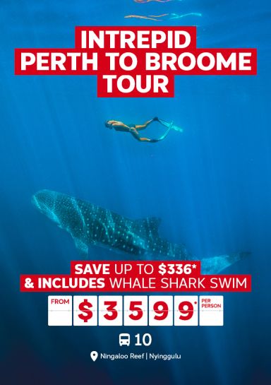Intrepid Perth to Broome tour | save up to $336* & includes Whale Shark swim - from $3,599* per person. Person snorkelling with a Whale Shark