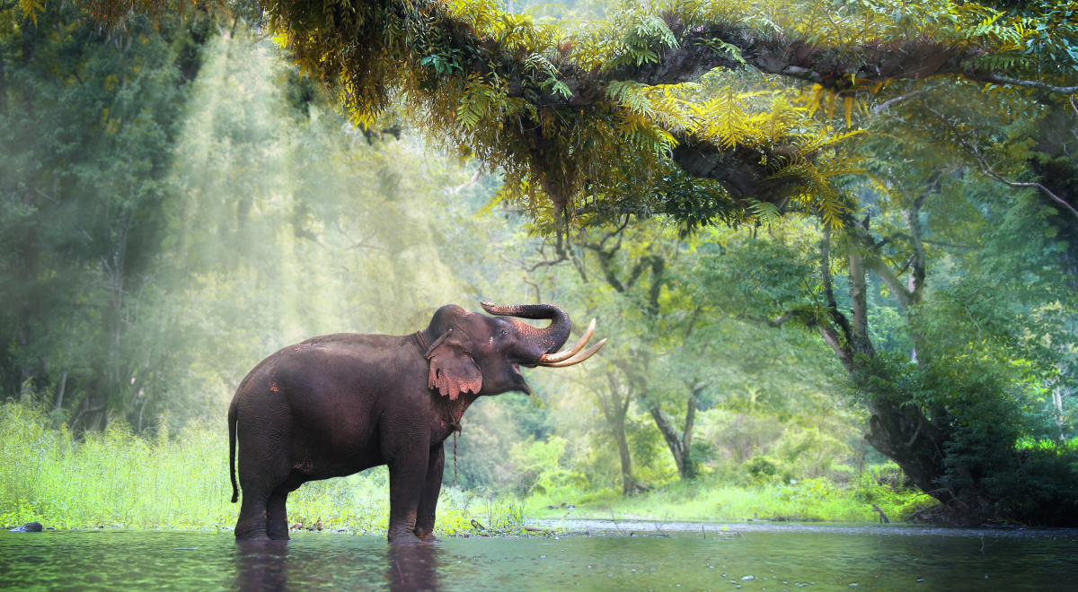 Asian elephant standing in a shallow body of water, surrounded by lush greenery