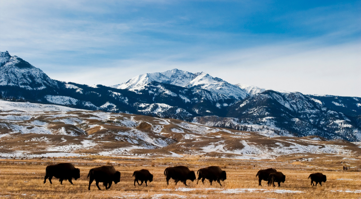 Bison walk across planes in Yelllowstone National Park with large snowcapped mountains in distance 