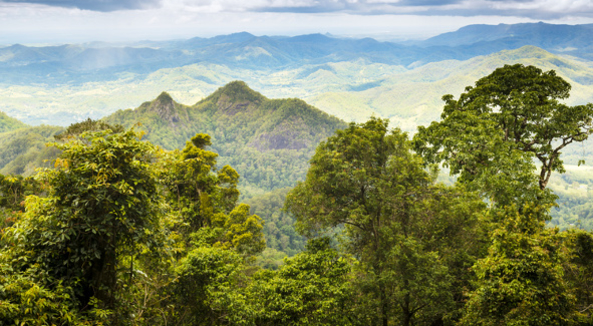 Where Green Meets Gold Explore The Gold Coast Hinterland
