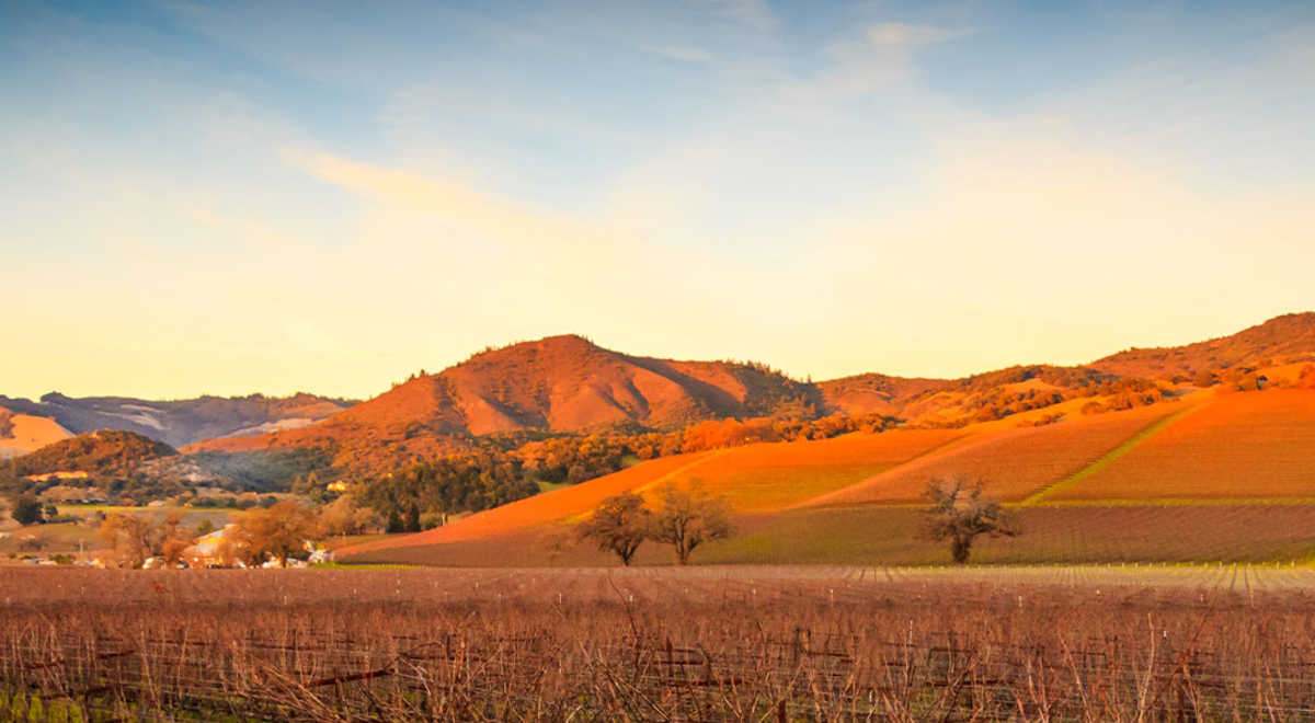 Where to Go Wine Tasting in California Flight Centre UK