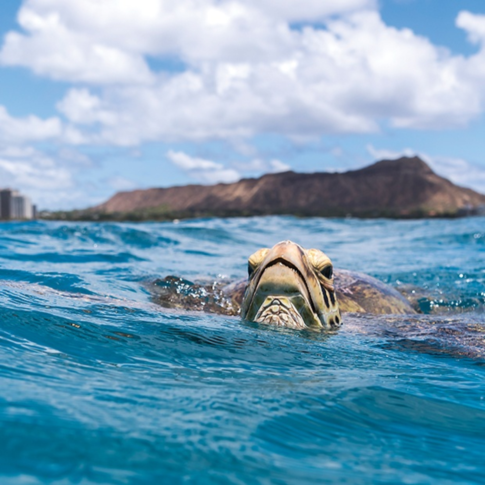 Sea turtle popping its head out of the ocean