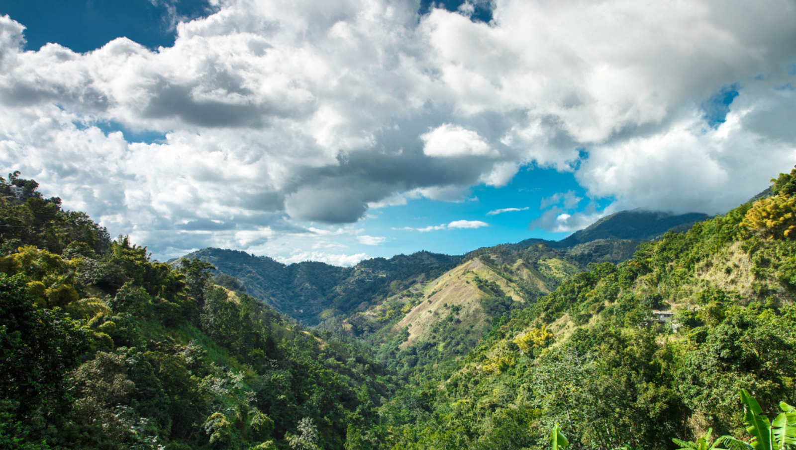 Mountain landscape in Jamaica where coffee tours are popular
