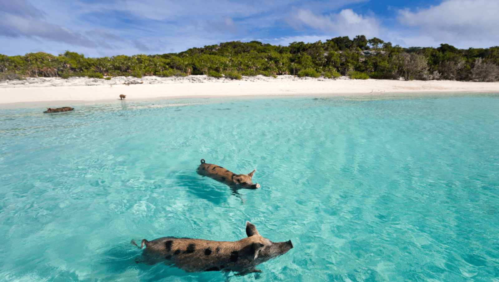 Pigs swimming in the water of Exuma Cays Bahamas