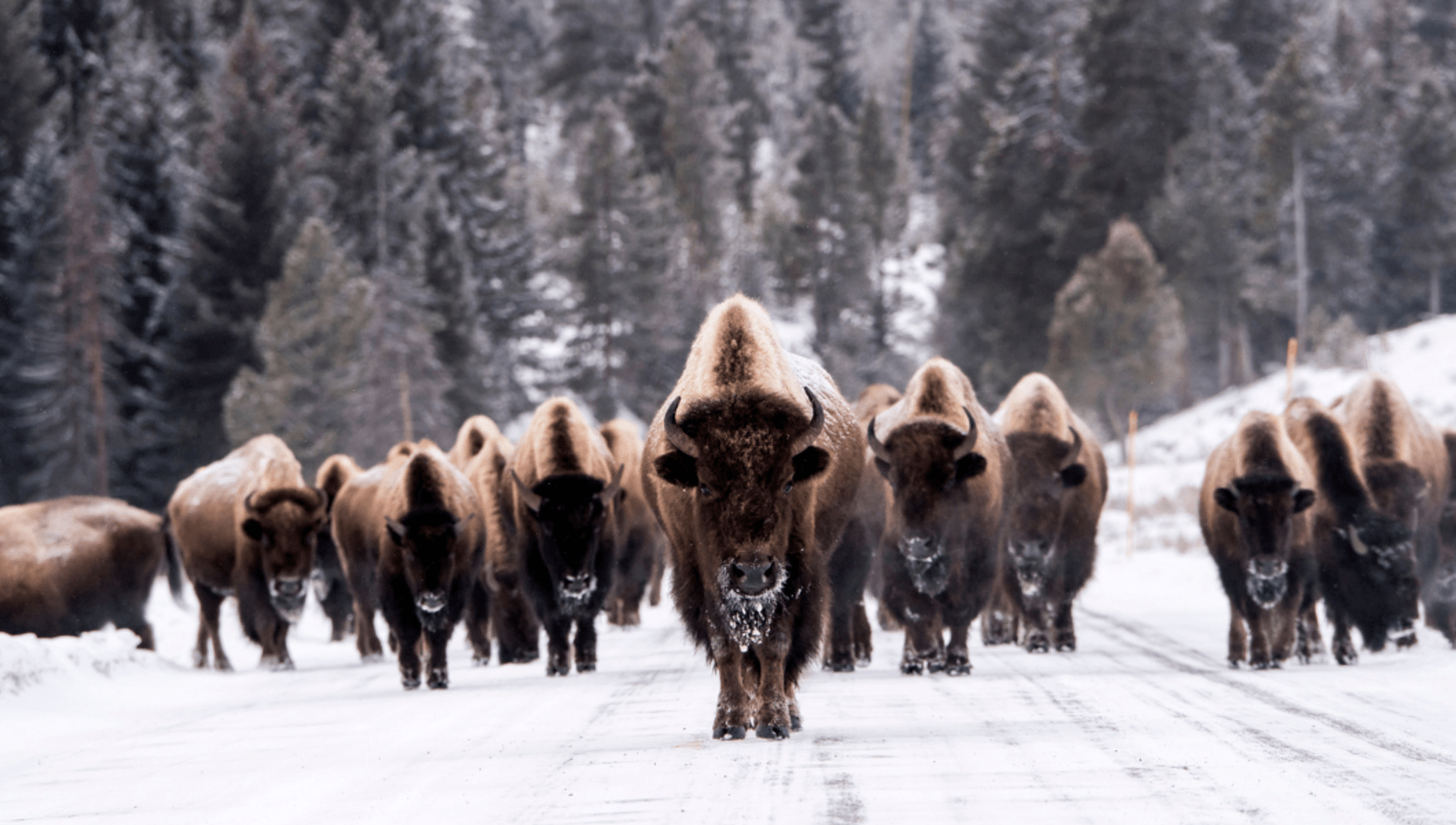 Bison walk on snow covered road with trees in background 