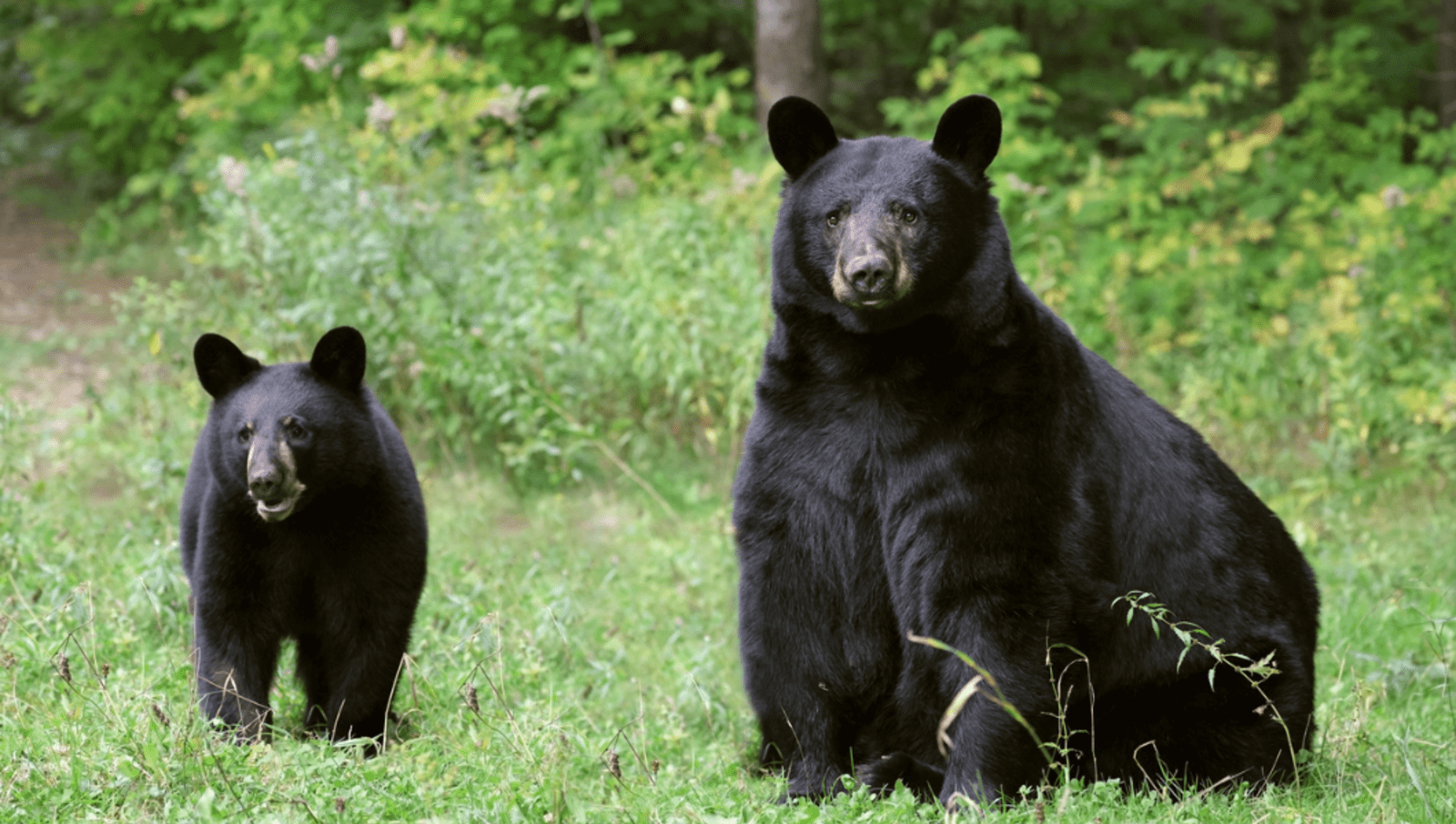 Mother Black Bear and cub sitting in green grass 