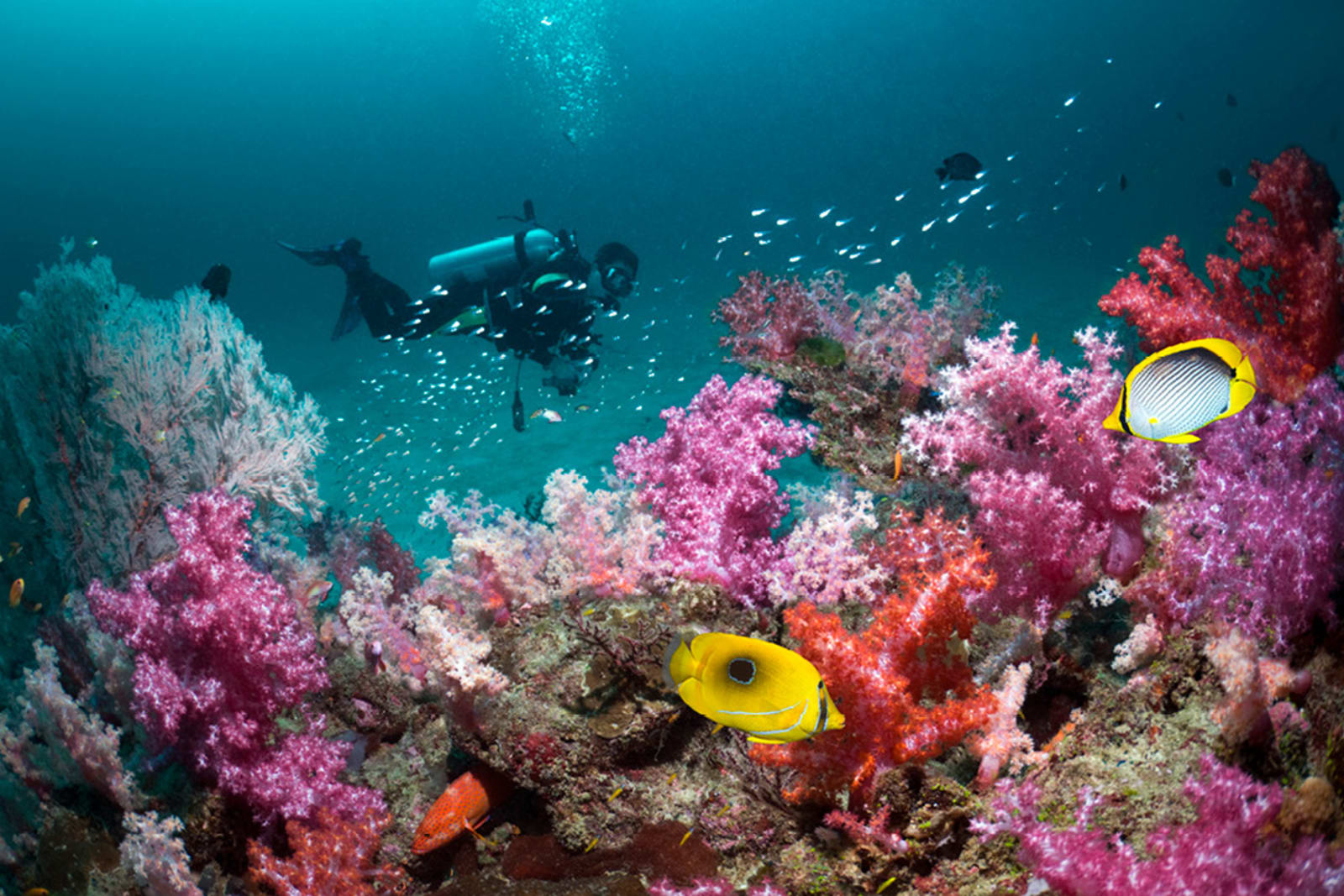 Scuba diver in the coral reefs surrounding Koh Tao