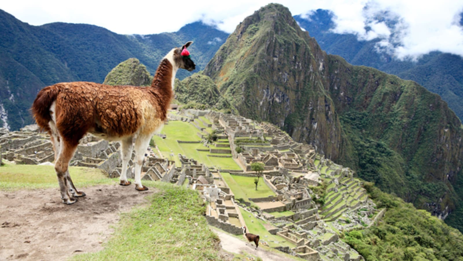 Llama staring majestically out over Machu Pichu - good Llama