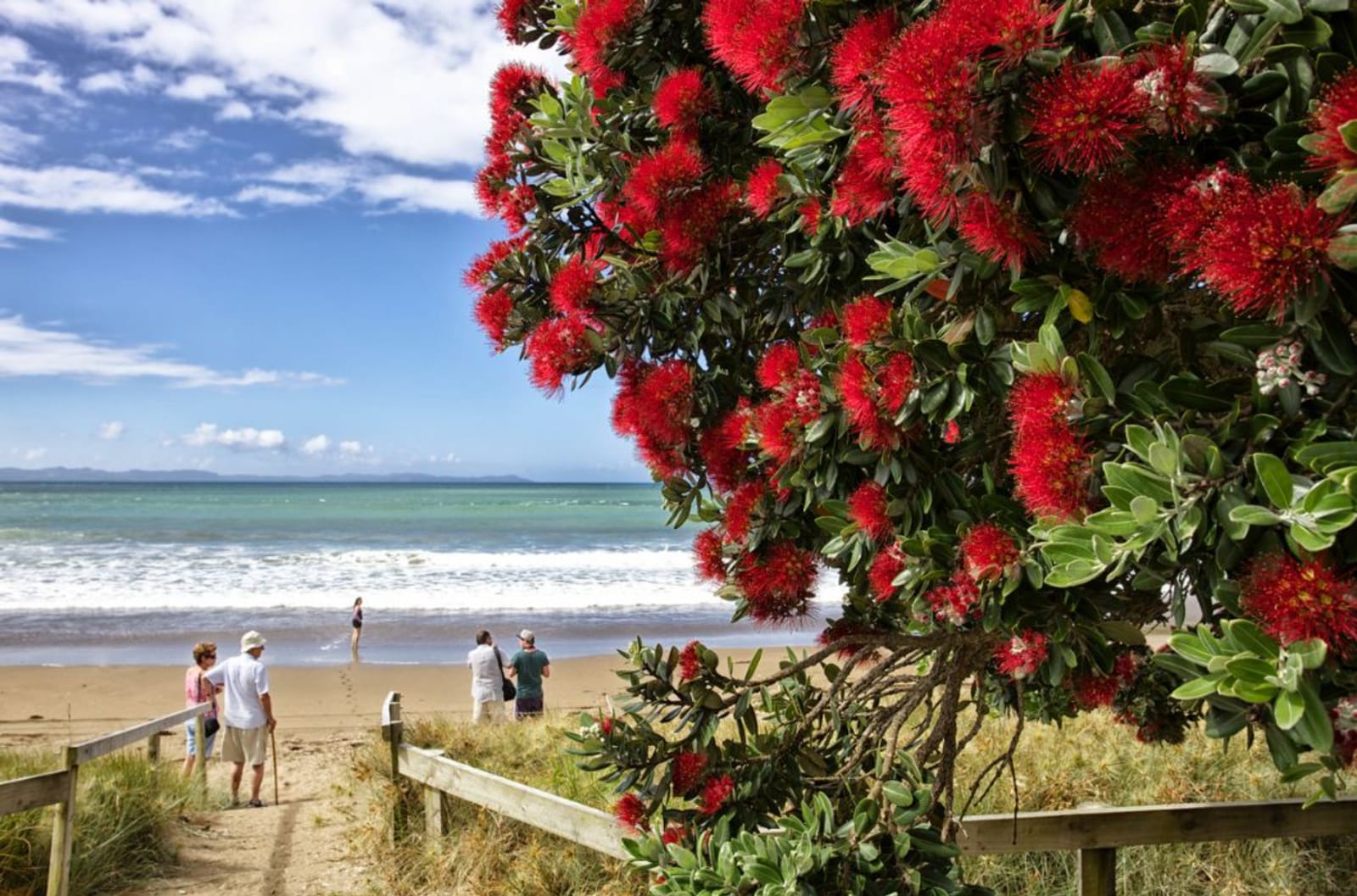 A Pōhutukawa with blazing red flowers at a New Zealand beach