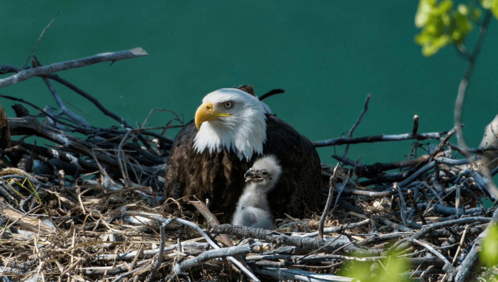 Bald Eagle and chick sit in large nest 