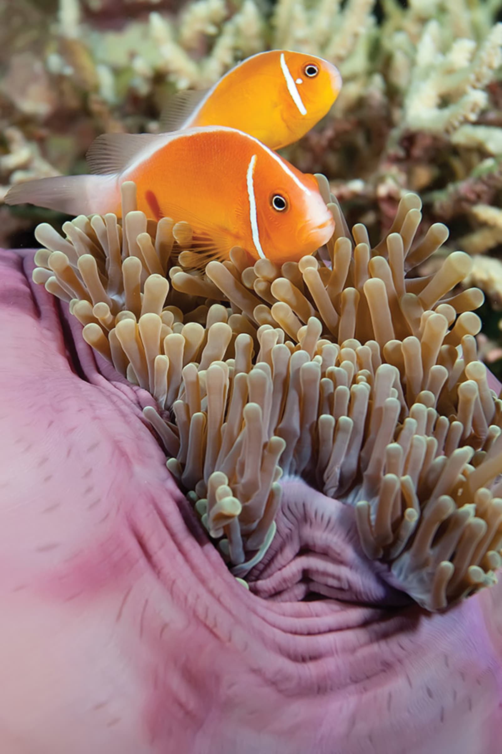 fiji-honeymoonguide-vanua-levu.jpg