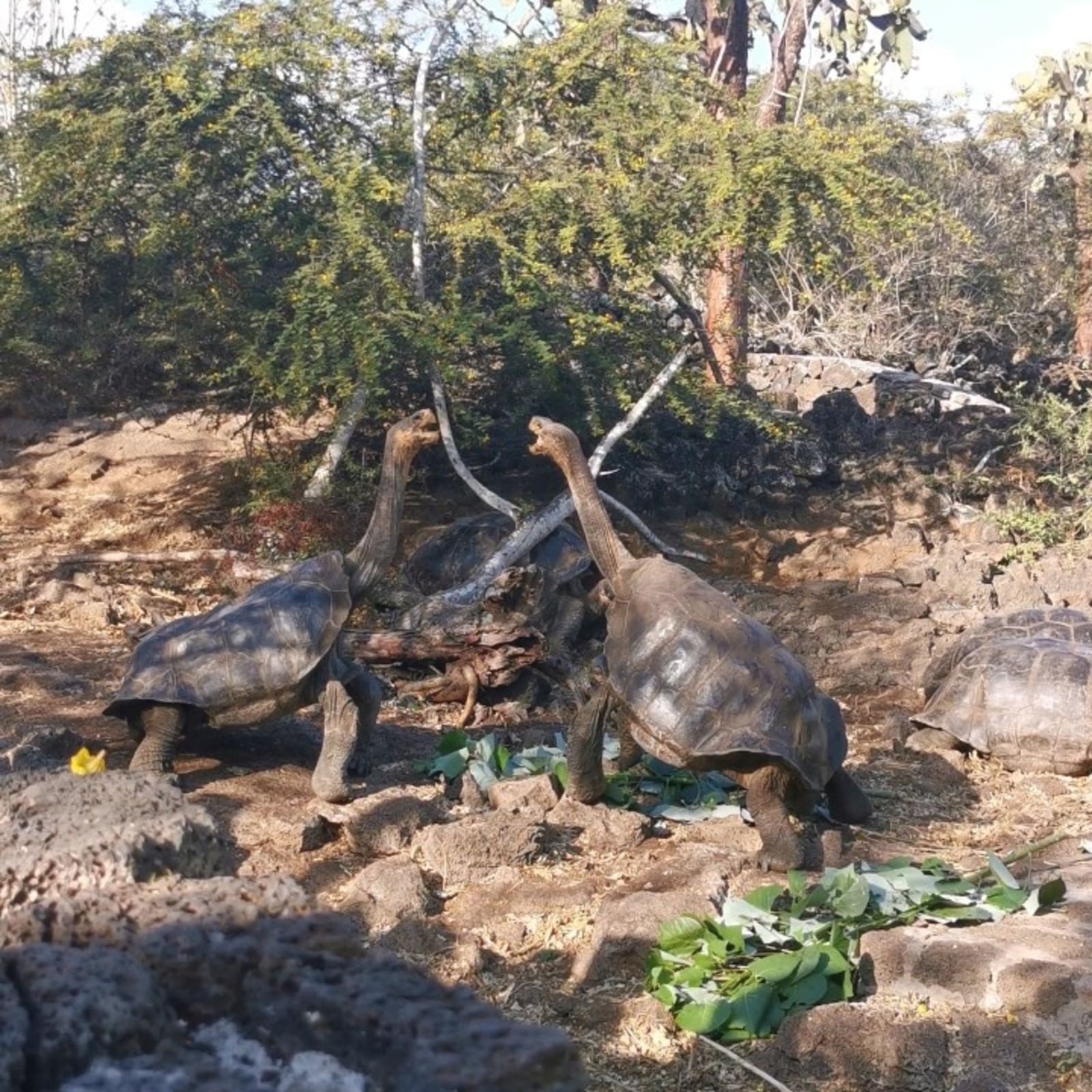 giant-tortoises.jpg