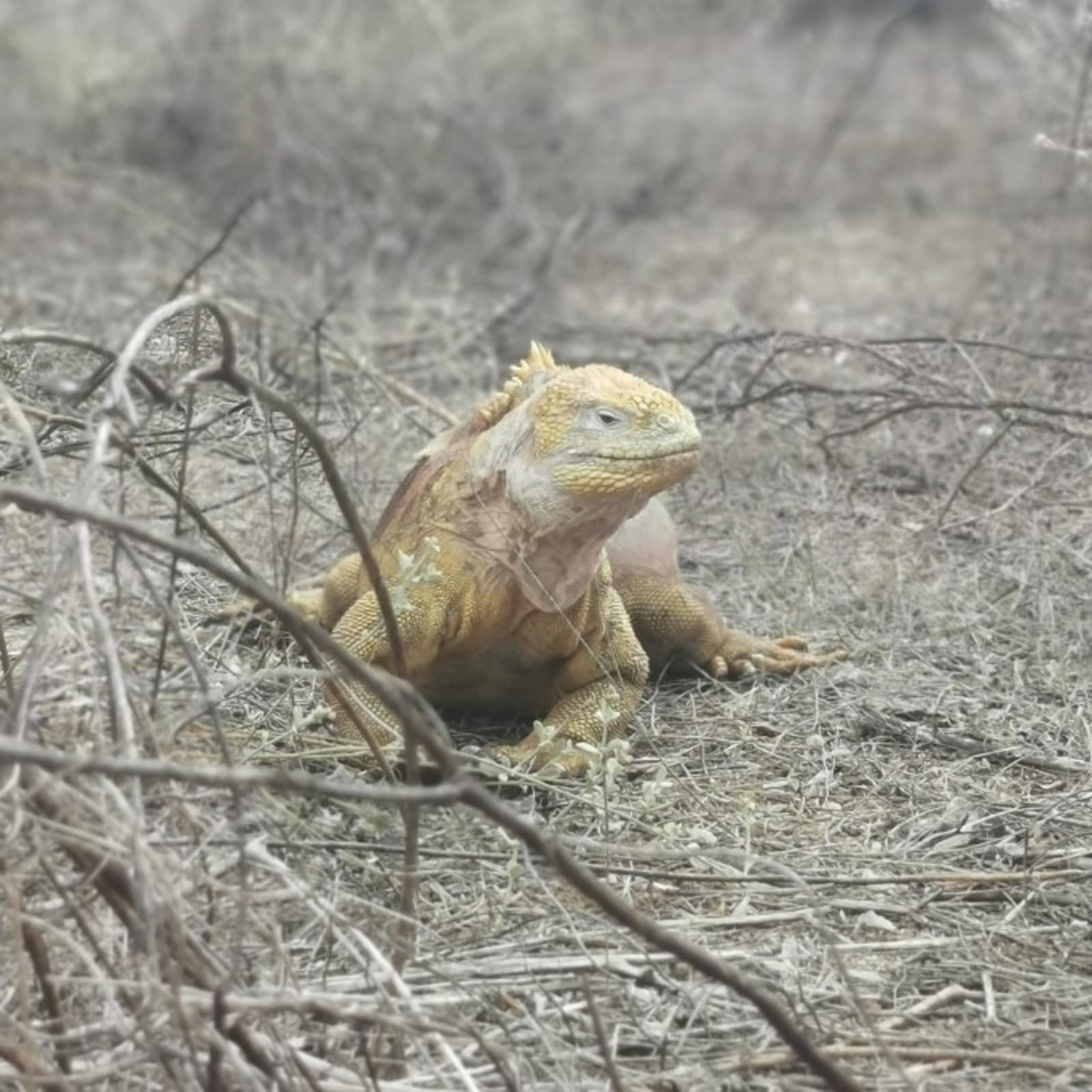 land-iguana.jpg