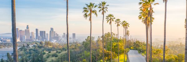 Tall palm trees lining a winding road with Los Angeles in the background