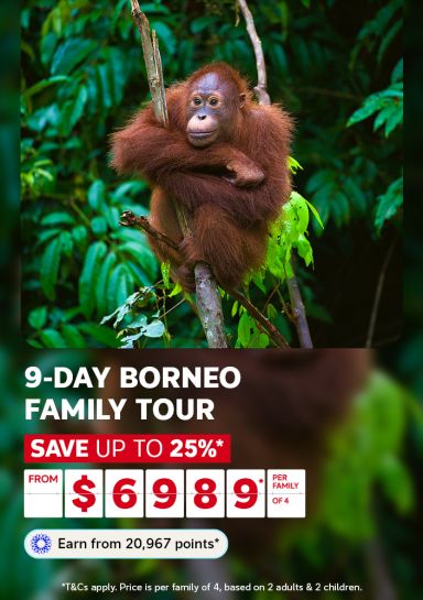 Young orangutan clinging to a branch in a lush Borneo rainforest for a 9-day Borneo family tour saving up to 25% from $6989 per family of 4
