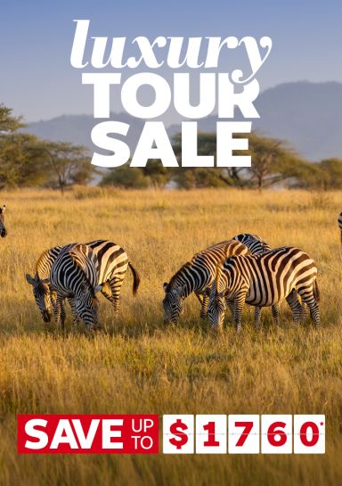 Zebras in a Saharan desert featuring luxury tour savings up to $1,760*