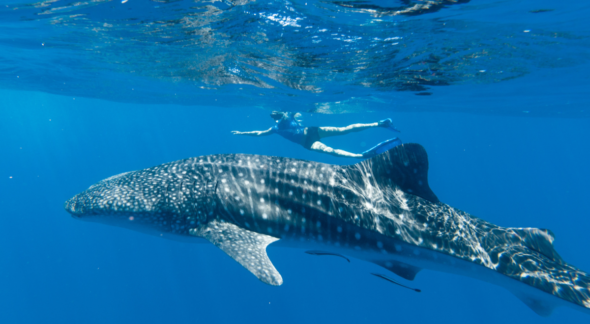 A woman in a diving mask and flippers swims with a Whale Shark in Western Australia