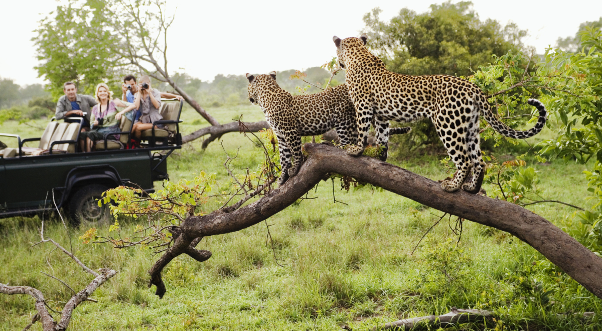 Safari in South Africa