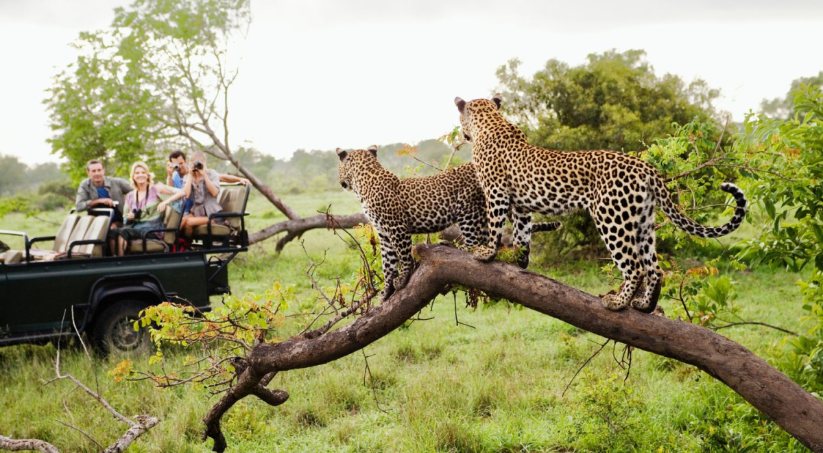 Two leopards standing on a tree watching tourists in a Jeep.
