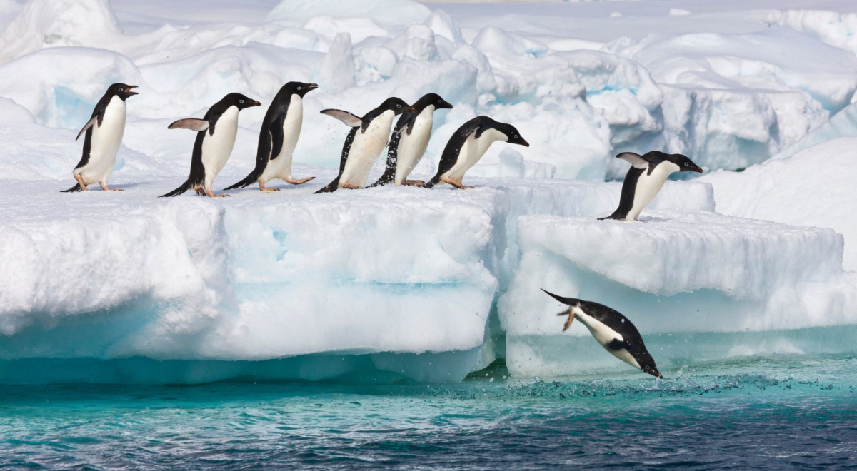 A group of penguins diving off an iceberg into the water