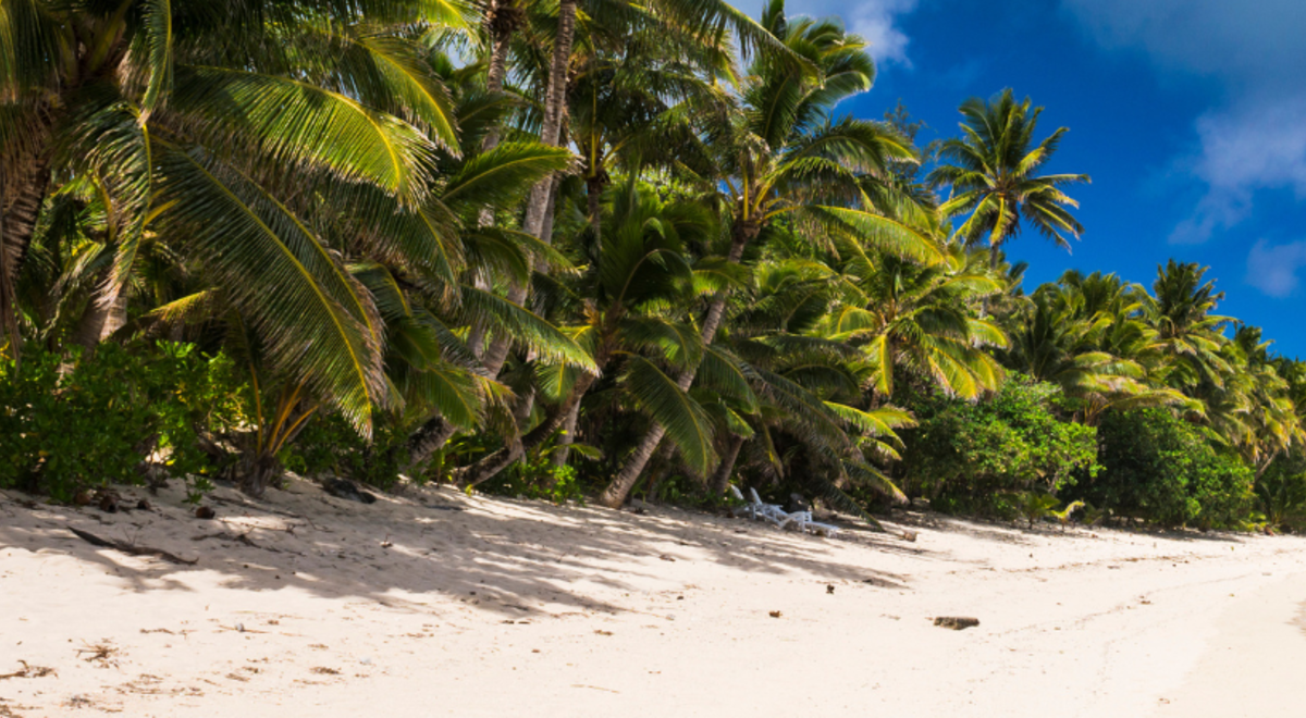 A palm-lined beach beneath a blue sky in Rarotonga