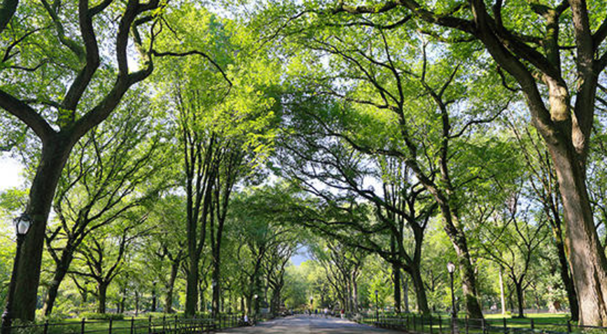Central-Park_365279762.jpg
