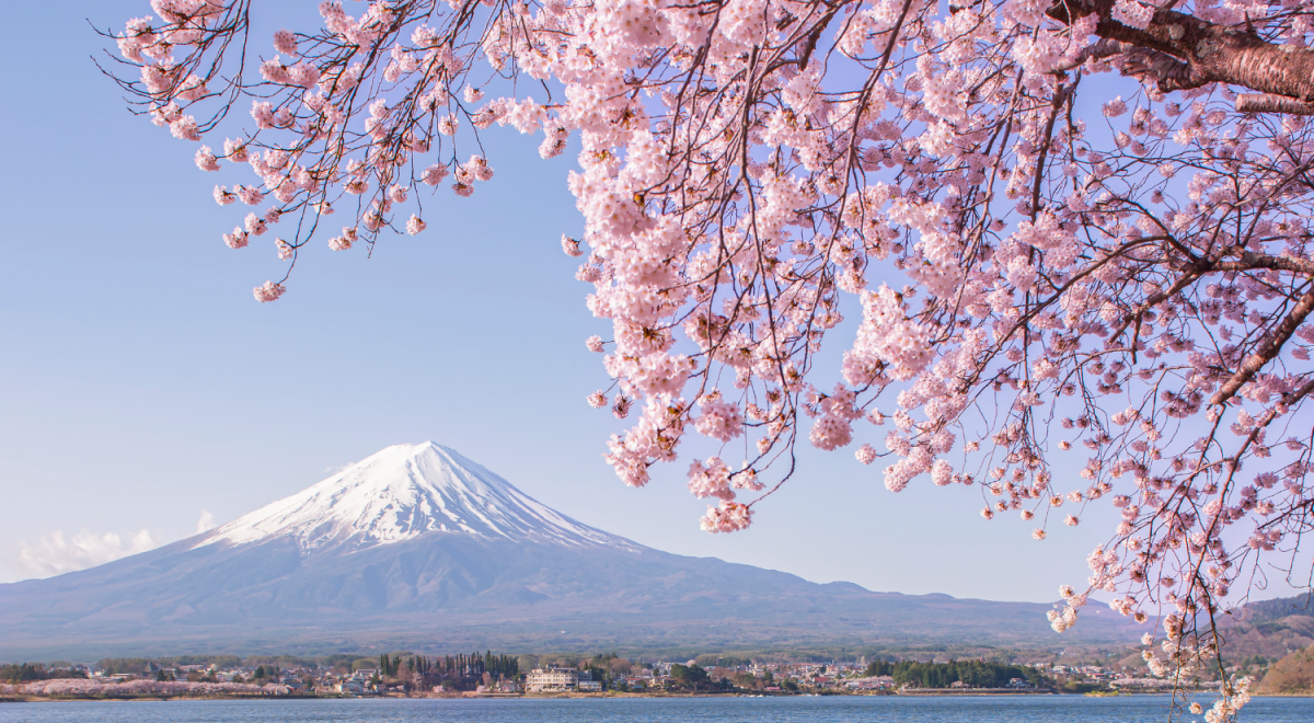 Cherry Blossoms with Mount Fuji in the background