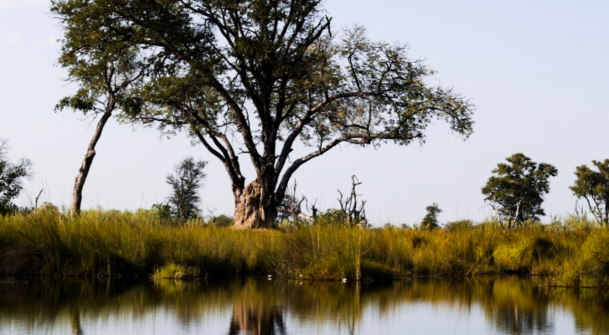 Trees and grassy marshland by a still lake