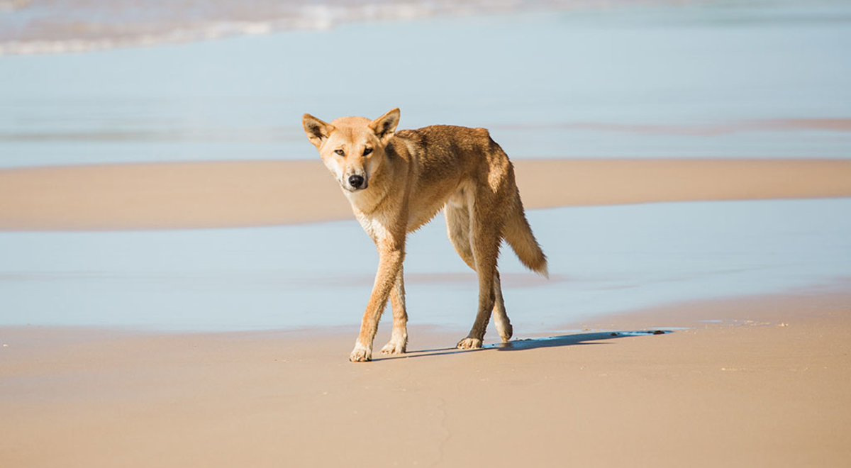 Dingo on Fraser Island