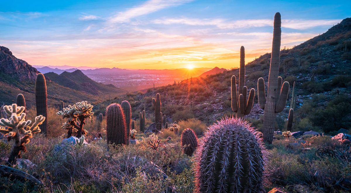 A beautiful sunrise view over the desert of Arizona with cacti in the foreground