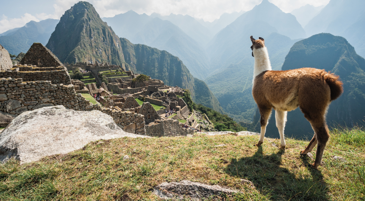 Llama overlooking ruins of the ancient city of Machu Picchu, Peru