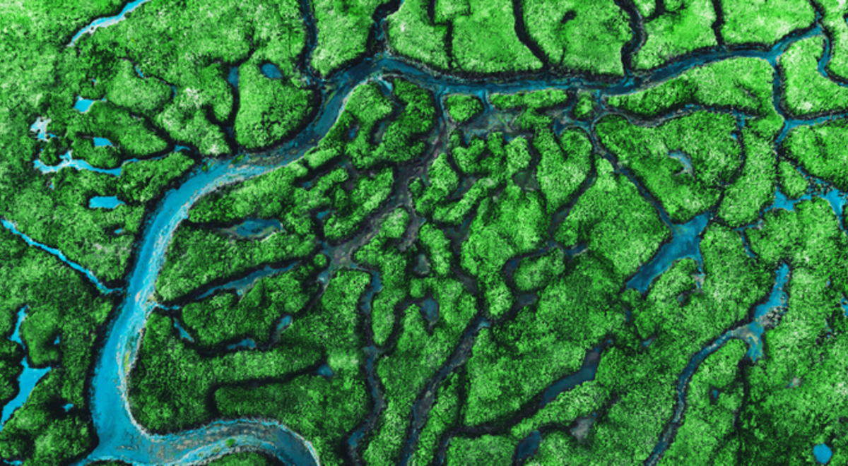 Beautiful aerial view of meander river with affluents and green vegetation