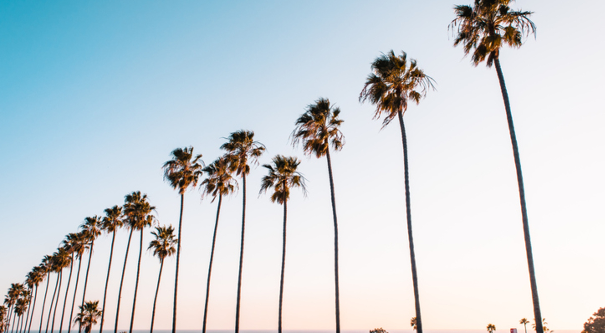 Palm trees at sunset