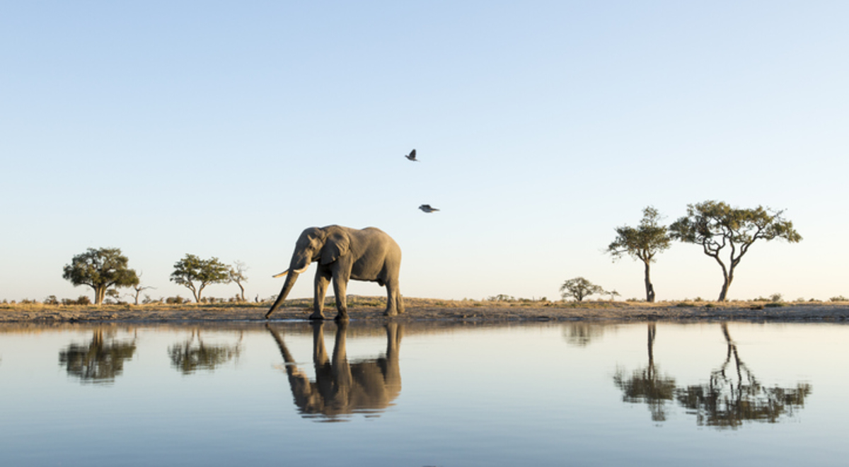 Africa, Botswana, Chobe National Park, African Elephant (Loxodonta africana) stands at edge of water hole in Savuti Marsh