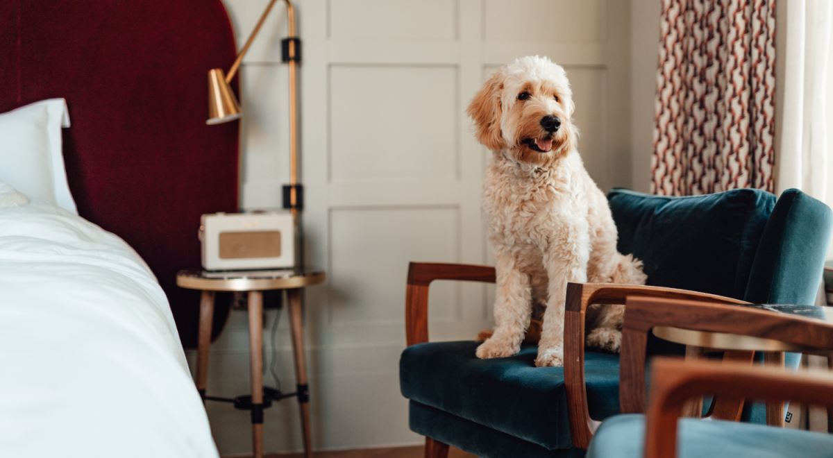 Goldendoodle sat on a chair in a hotel bedroom