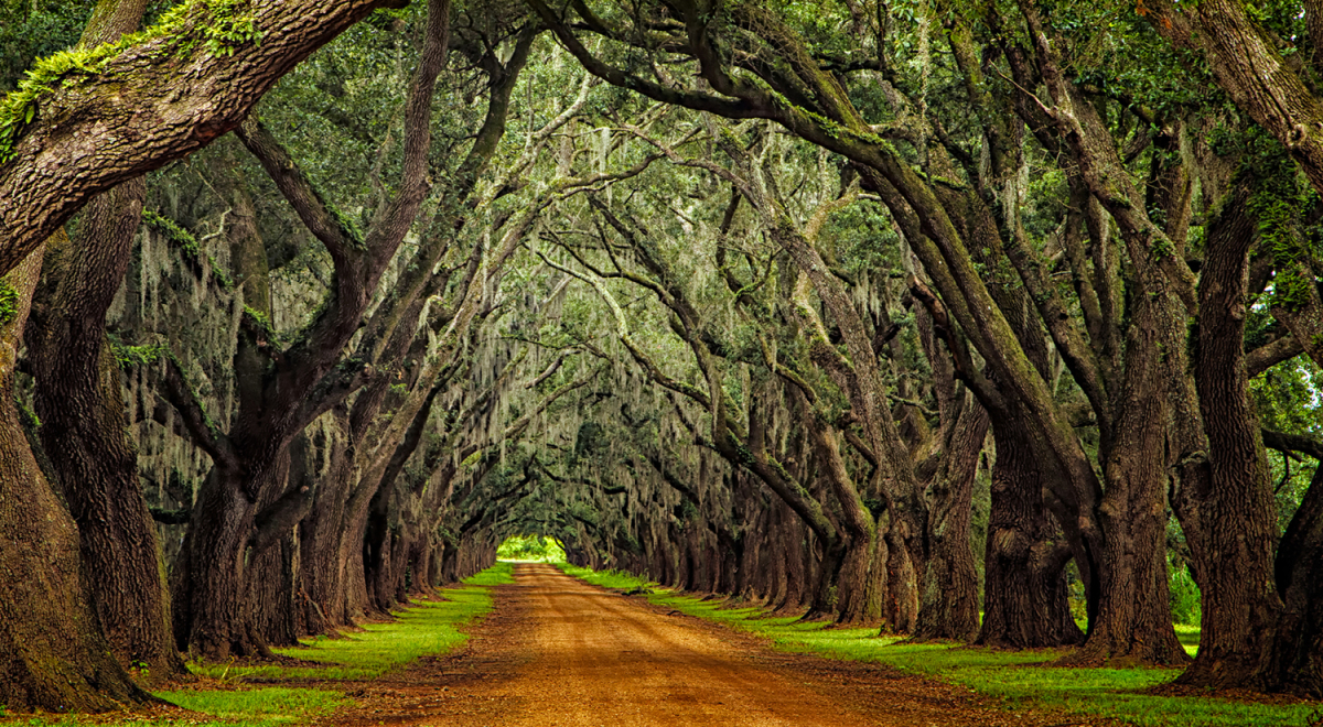 Oaks on a plantation road, Louisiana