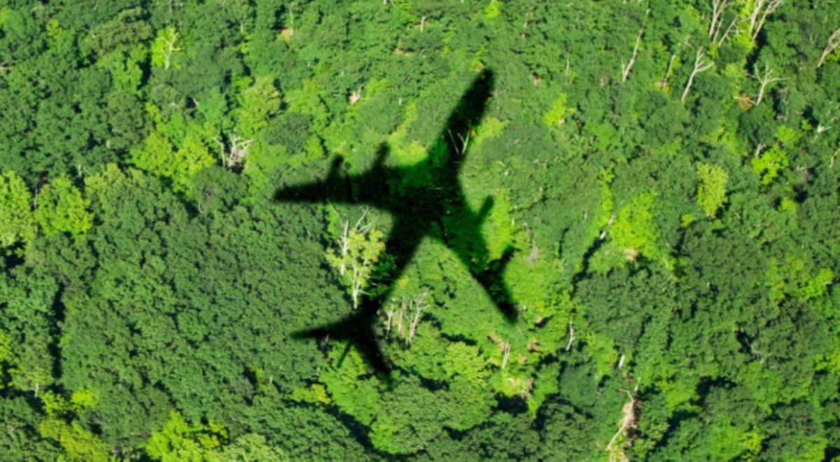 a shadow of a plane projects on a forest