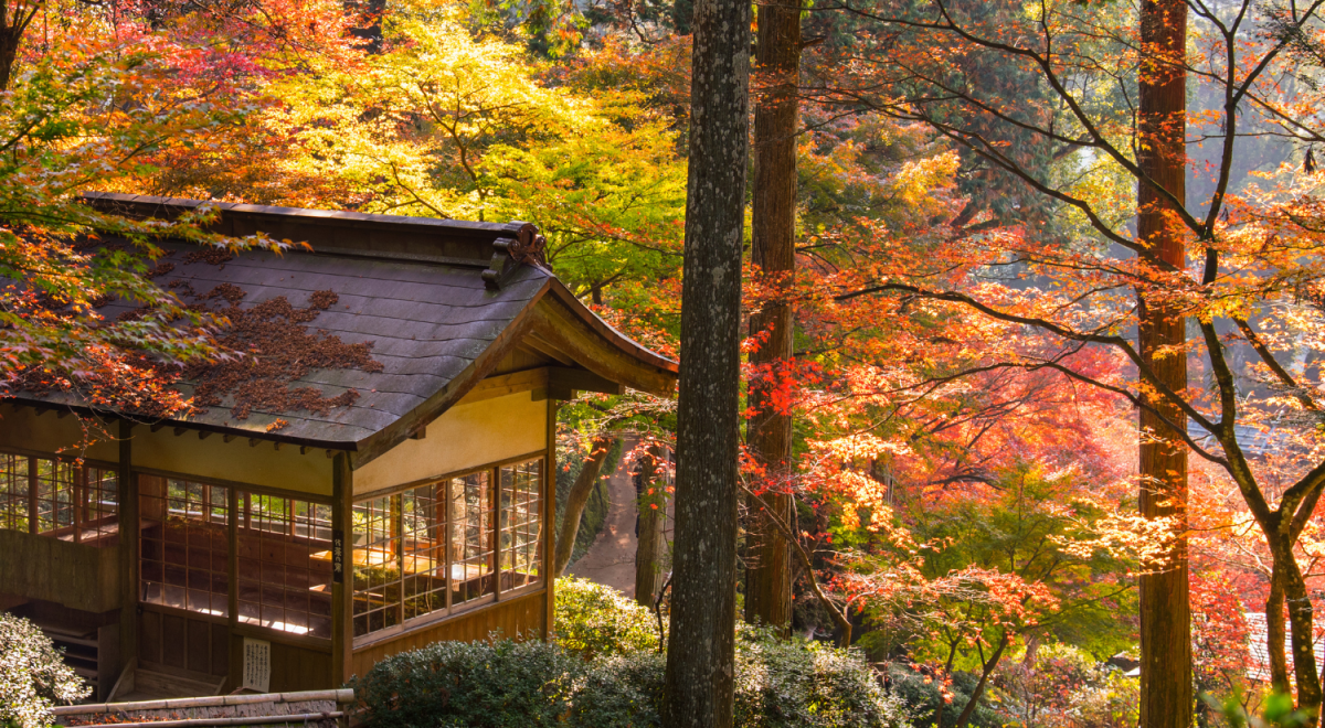 A traditional Japanese pavilion in autumn with red maple tree in pine forest