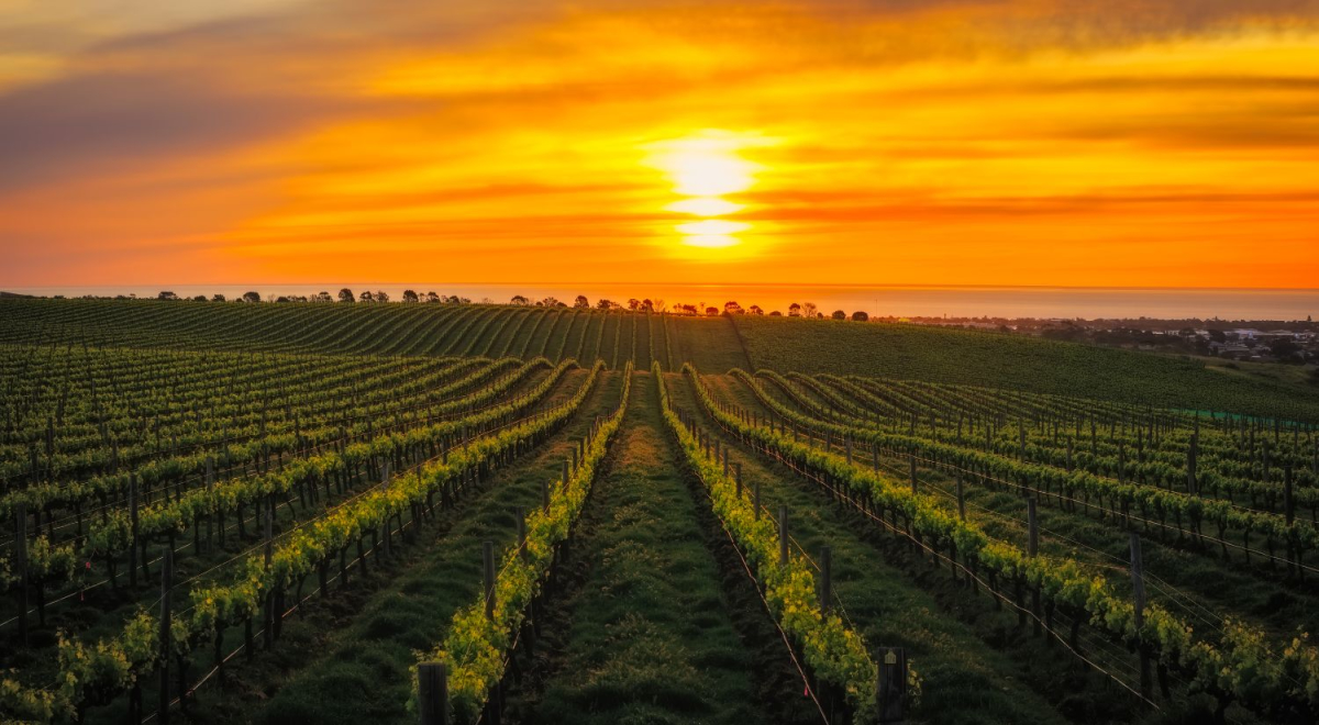 The sun setting over a vineyard in South Australia