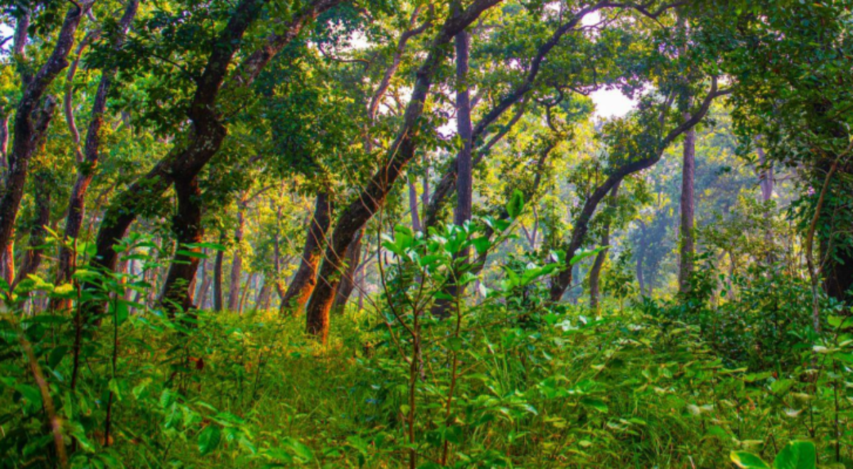a wide view in the middle of the forest