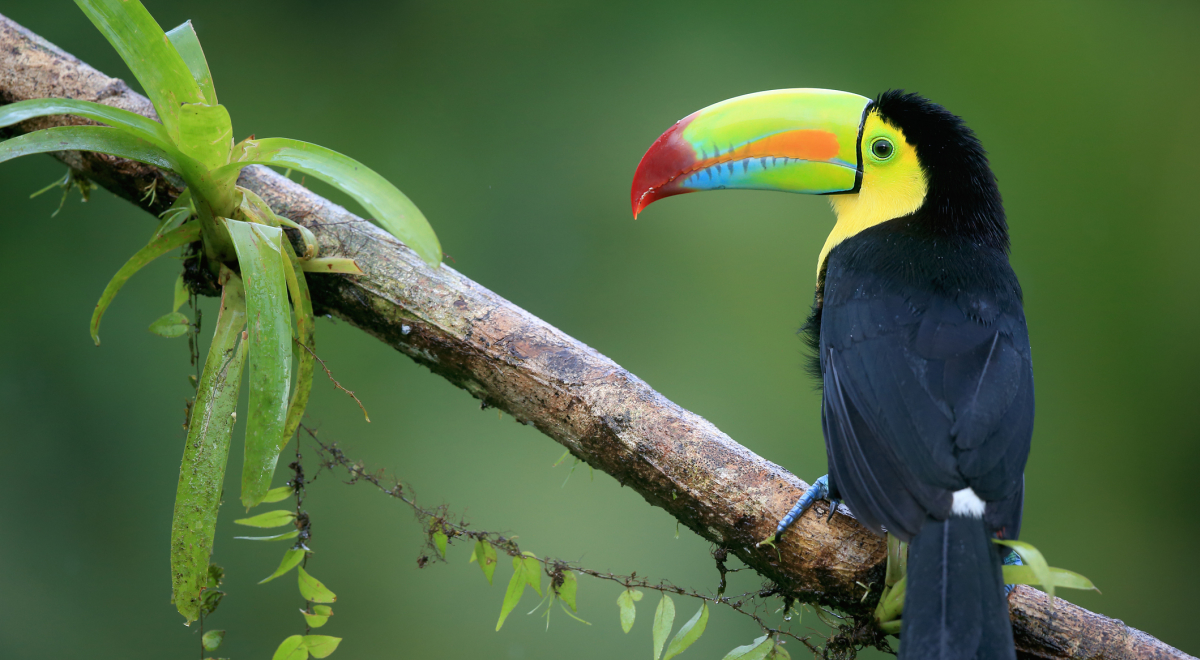 Toucan, Costa Rica