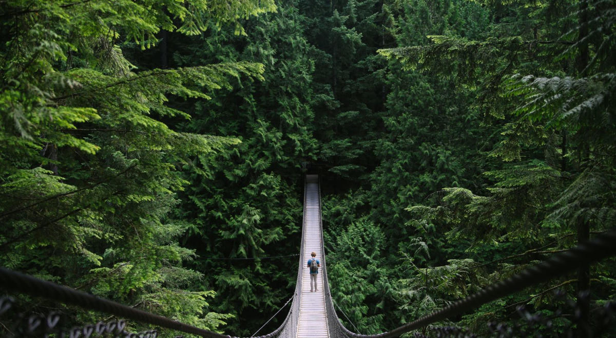 Man walking over a long suspension bridge with trees on either side