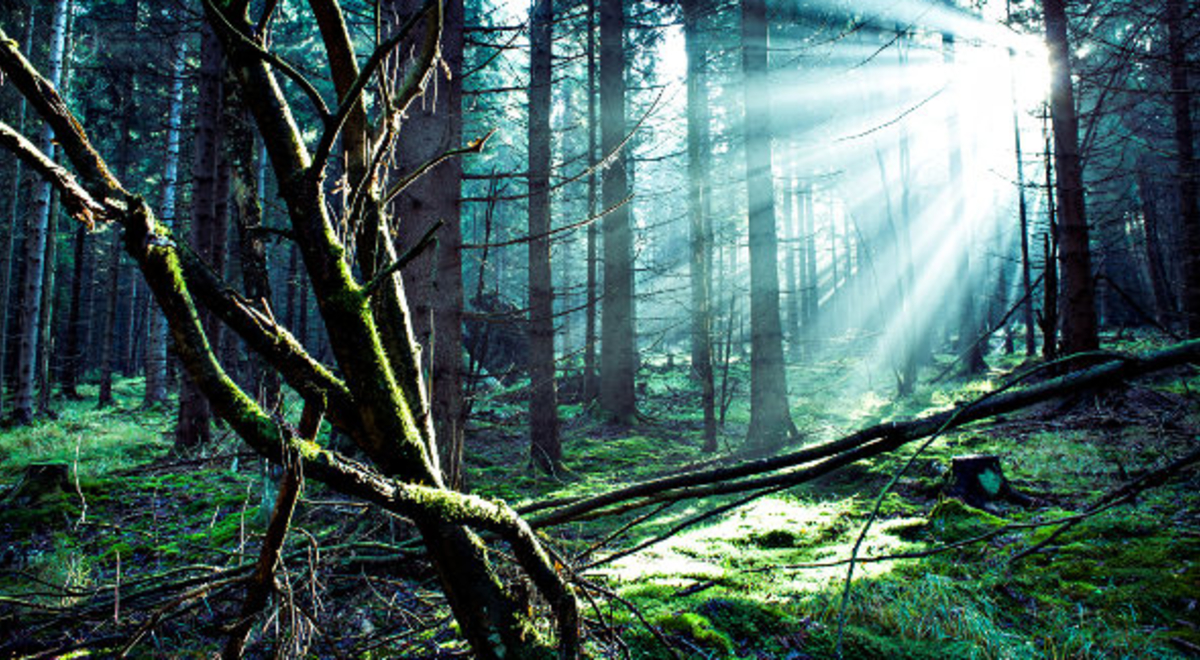 forest showing ray of light in background