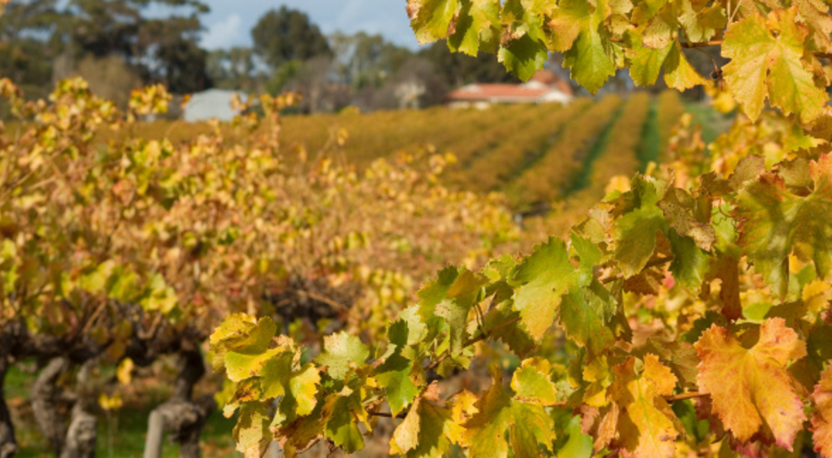 Close-up shot of yellow leaves in the autumn