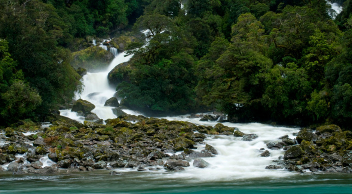 Dense trees surrounding Mackay Falls