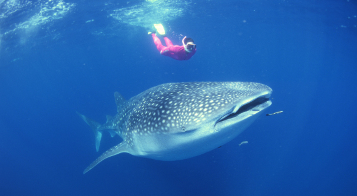 Lady swimming underwater alongside a massive whale