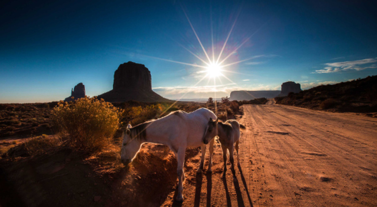Mother and baby horse in desert
