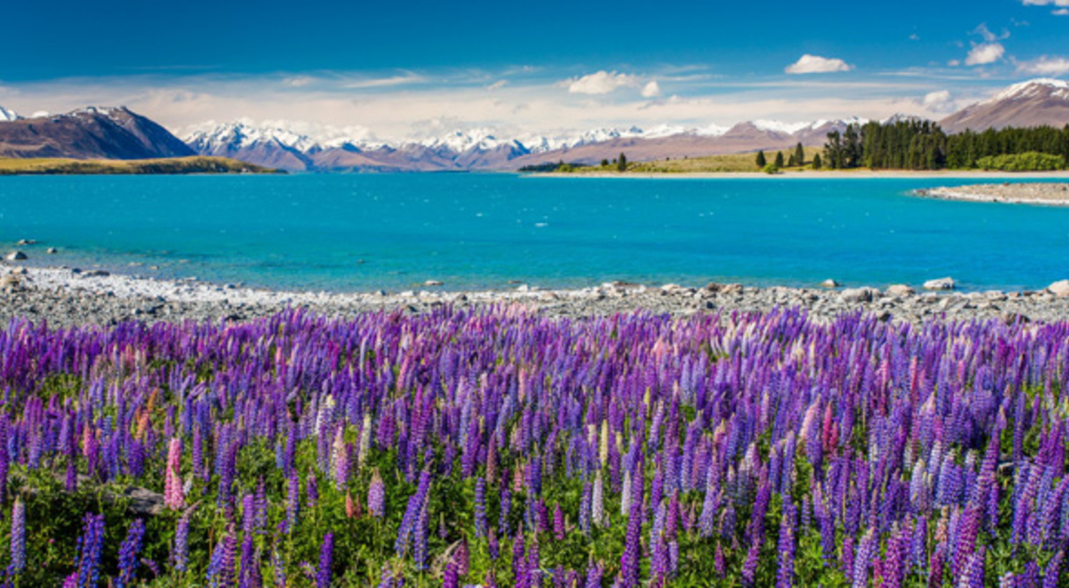 a field full of lavanders, crystal clear river, and mountain slopes 