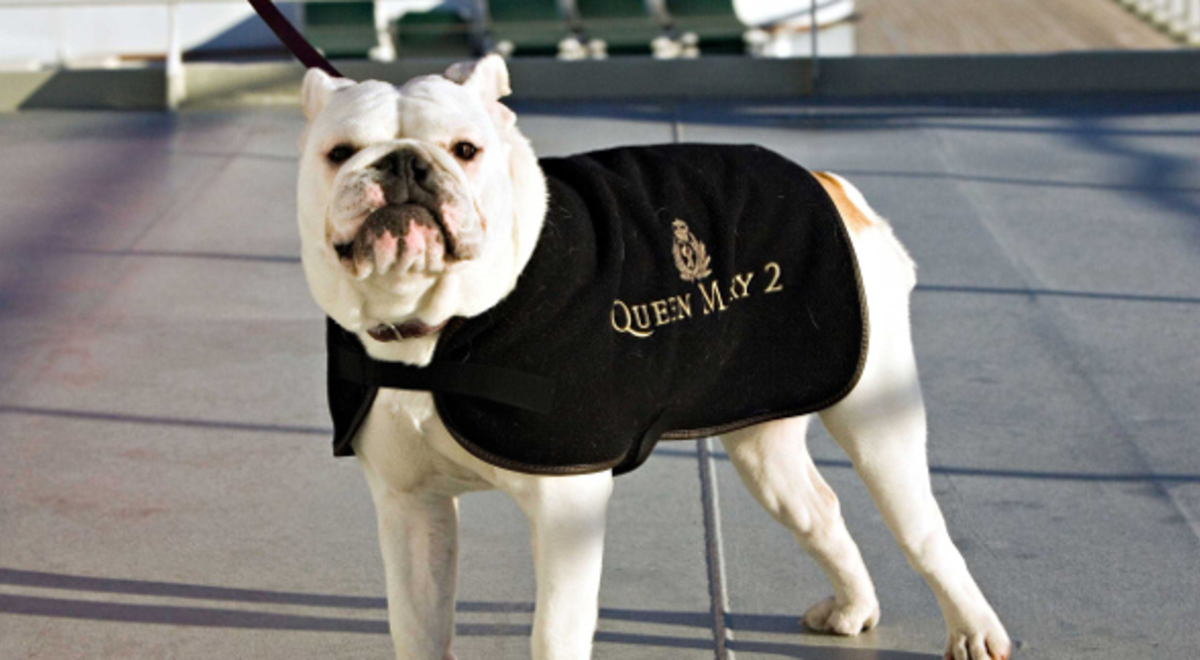 White bulldog wearing a black clothing on a leash