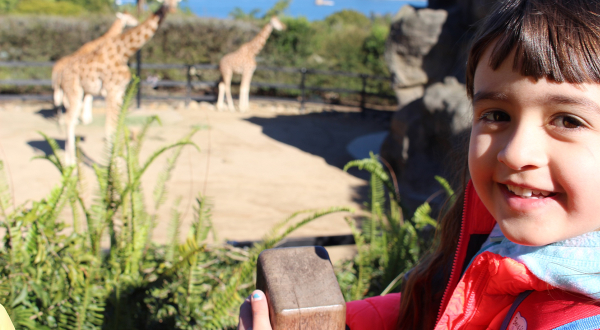 A child smiling with the giraffes in Taronga Zoo